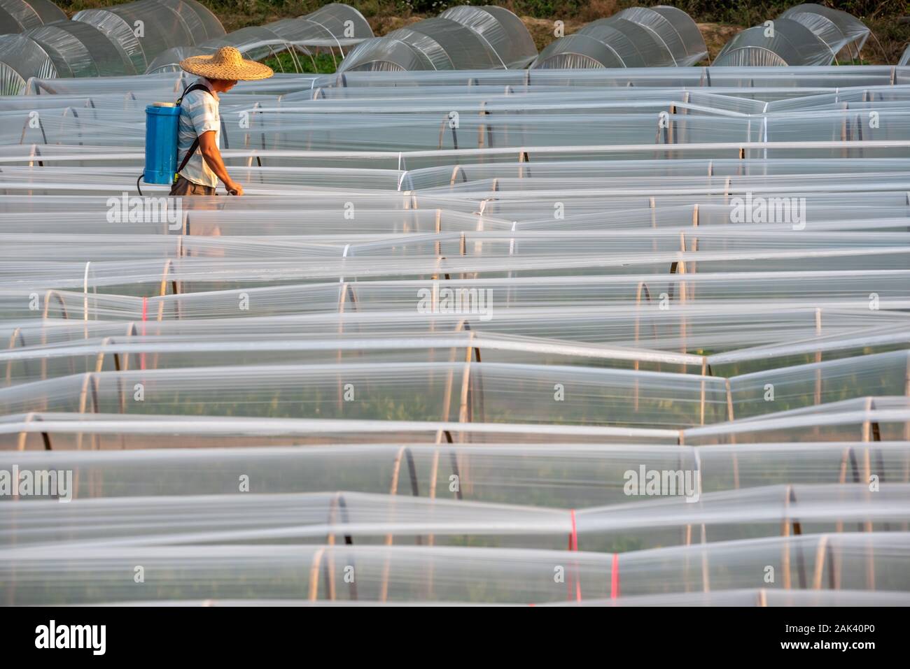 Yangshuo, Guilin, provincia di Guangxi, Cina - Nov 10, 2019 : agricoltore cinese la spruzzatura di pesticidi su piante in serra Foto Stock