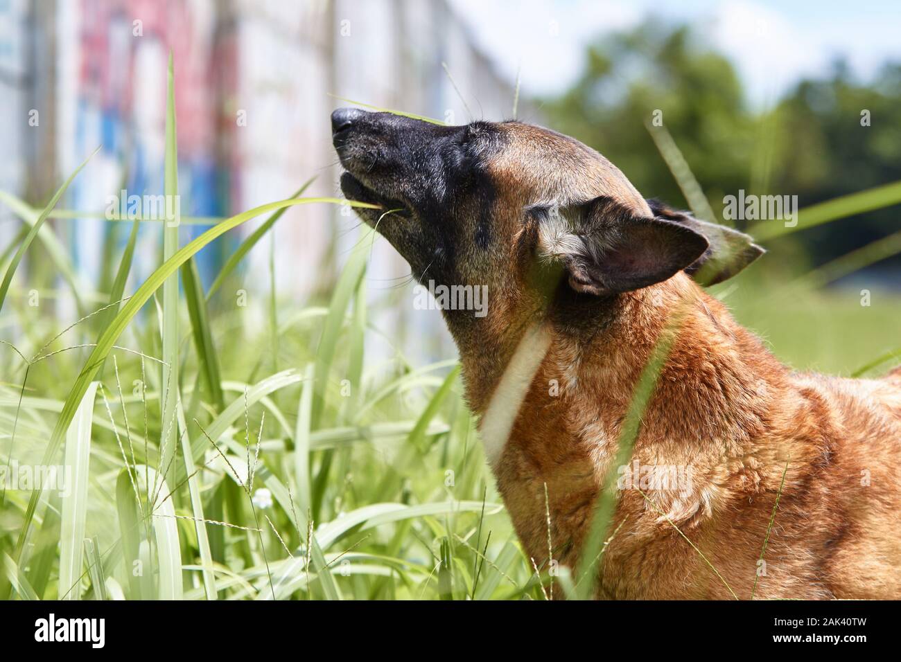 il malinois belga mangia l'erba in una giornata di sole accanto a un muro Foto Stock