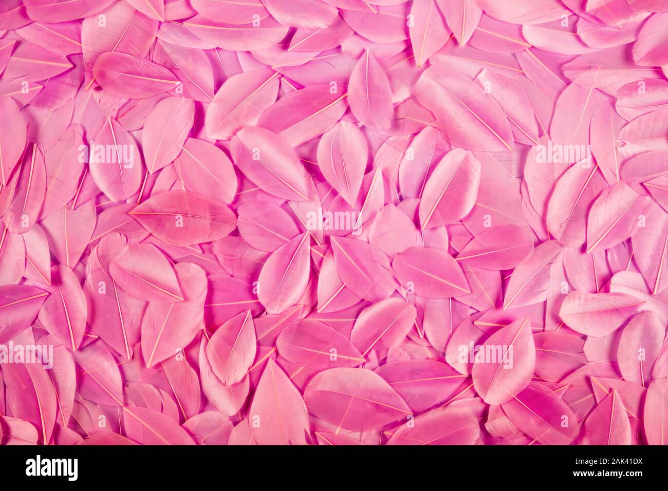 Texture di sfondo di rosa tinta dolce morbido le penne degli uccelli visto dal di sopra come uno strato in un frame completo visualizza Foto Stock