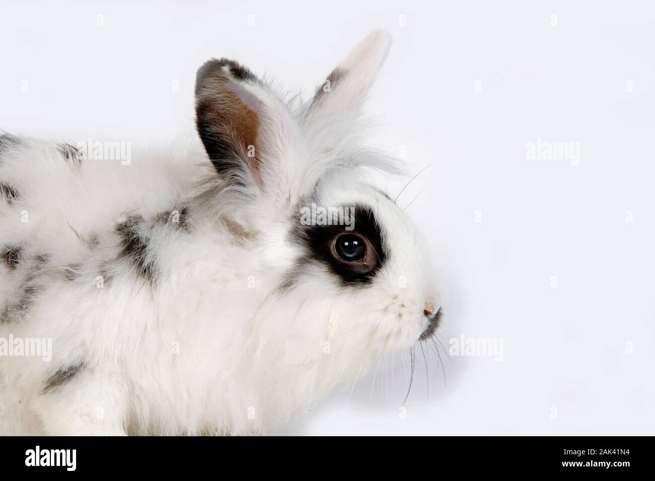 Coniglio nano, IN BIANCO E NERO adulto contro uno sfondo bianco Foto Stock