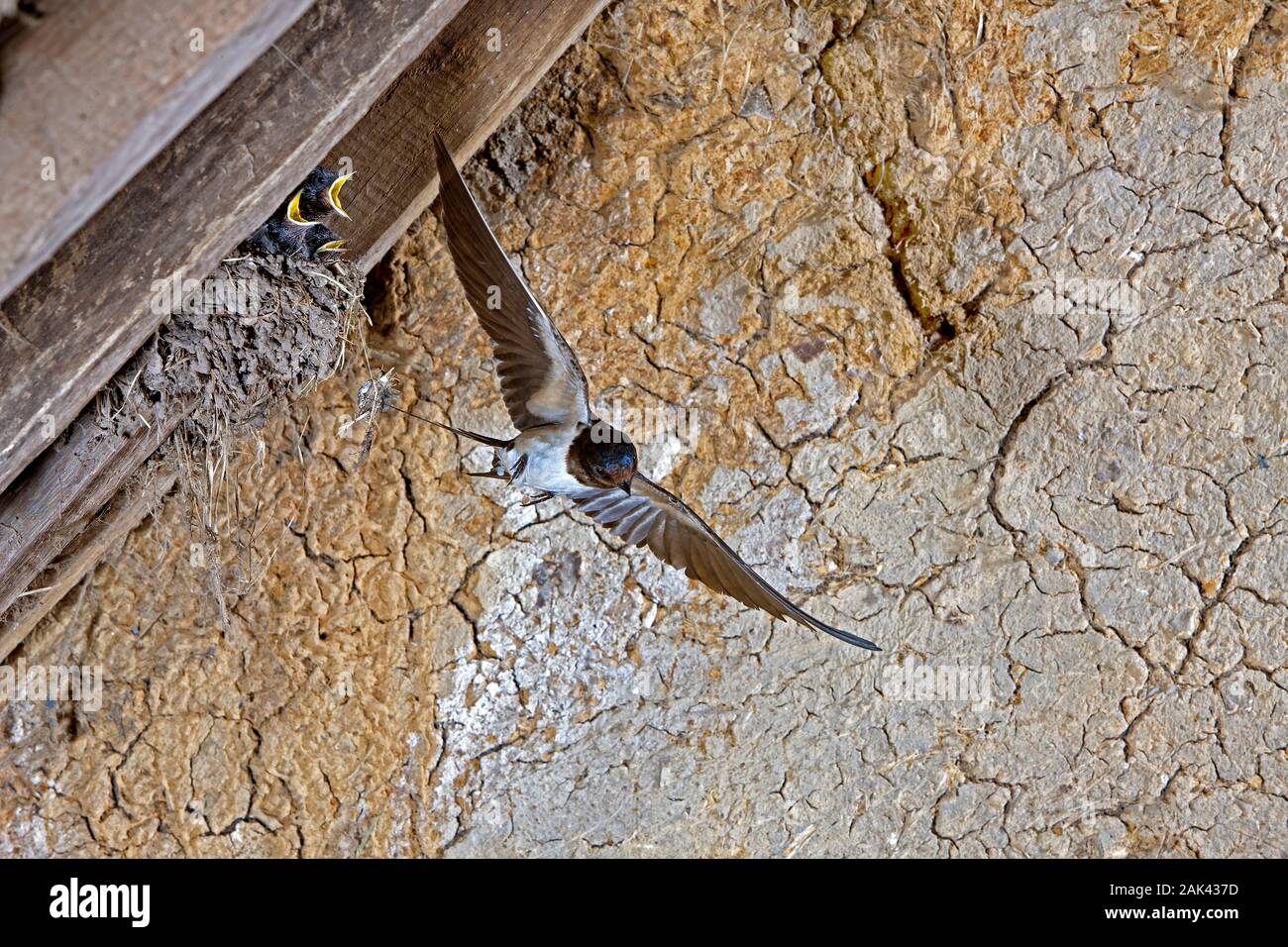 BARN SWALLOW O UNIONE SWALLOW Hirundo rustica, adulti in volo, alimentando i pulcini al nido, NORMANDIA IN FRANCIA Foto Stock