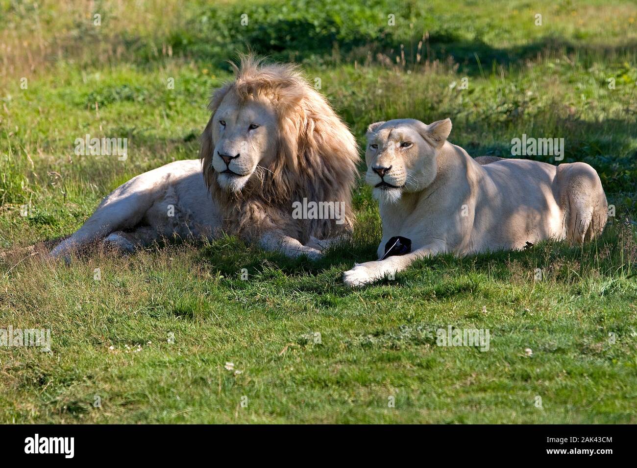 WHITE LION panthera leo krugensis, coppia fissa sull'erba Foto Stock
