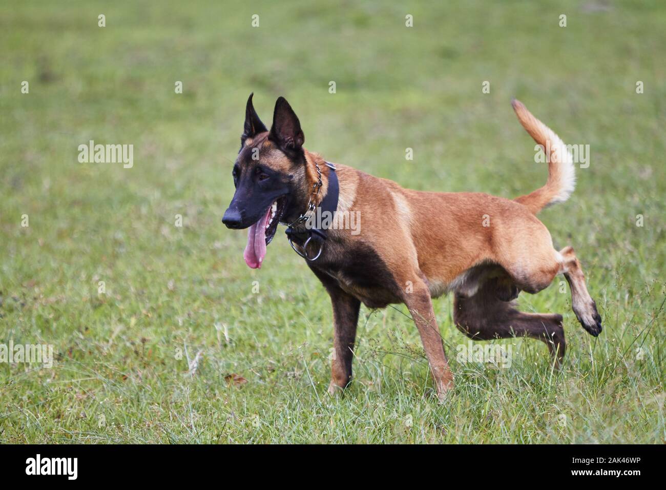 Il Malinois belga si sta allevando su un campo che indossa un colletto nero Foto Stock