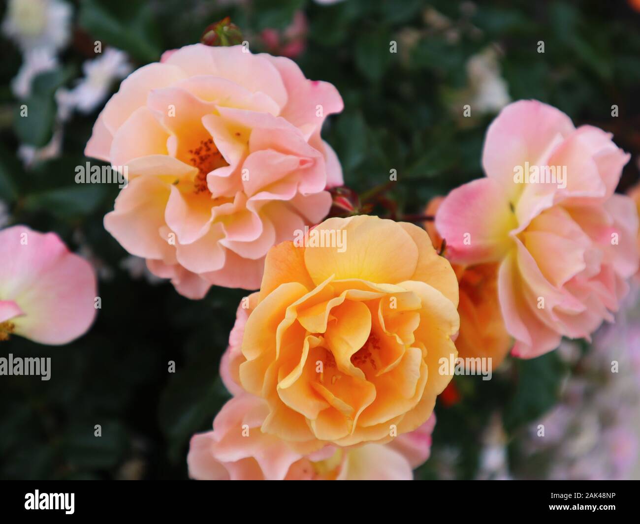 Rose pastello Foto Stock