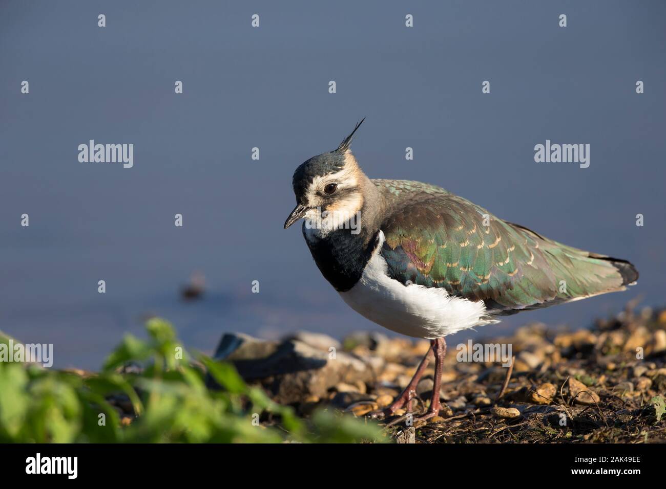 Primo piano di selvaggi lapping nord del Regno Unito, pover verde, uccello di pewit (Vanellus vanellus) isolato all'aperto sotto il sole autunnale presso la riserva delle zone umide. Foto Stock