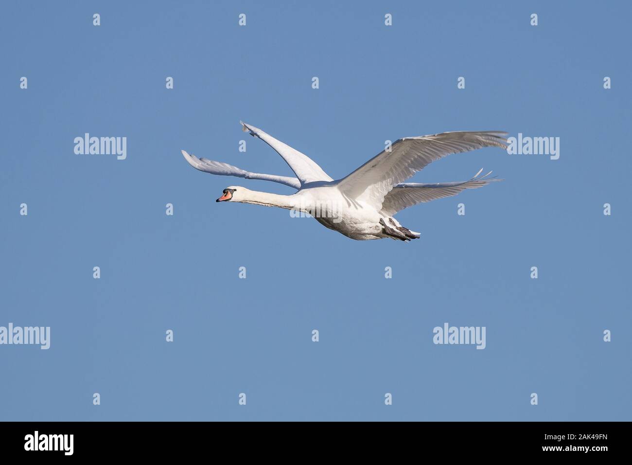 Close up wild UK cigni (Cygnus olor) in volo, volare insieme due isolati a elevata in midair con cielo blu chiaro. Foto Stock
