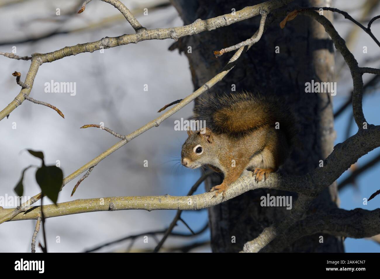 American scoiattolo rosso a piedi su un nudo ramo di albero in una giornata di sole Foto Stock