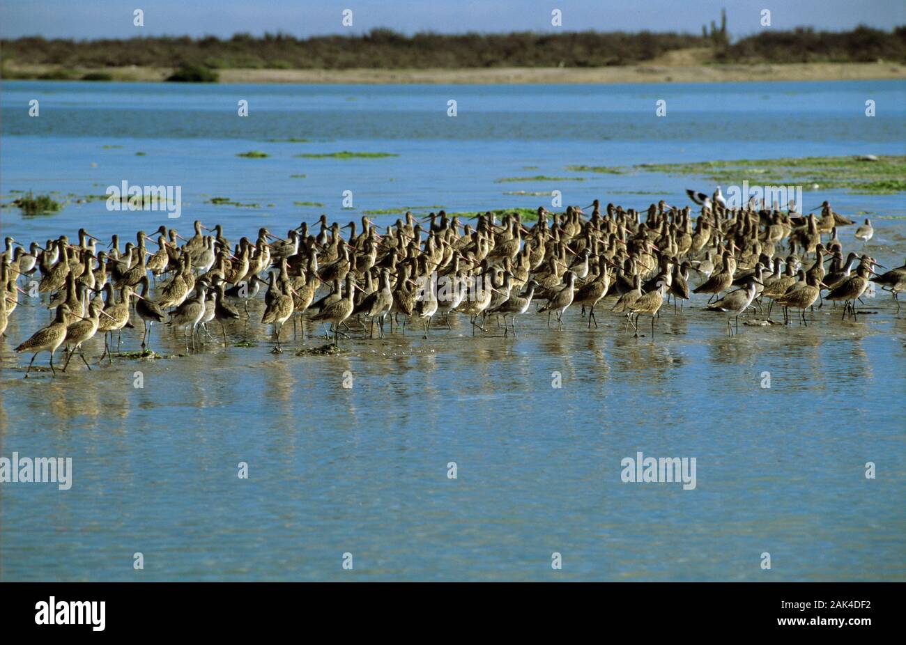 Messico: migliaia di uccelli acquatici nella Bahia Magdalena | Utilizzo di tutto il mondo Foto Stock