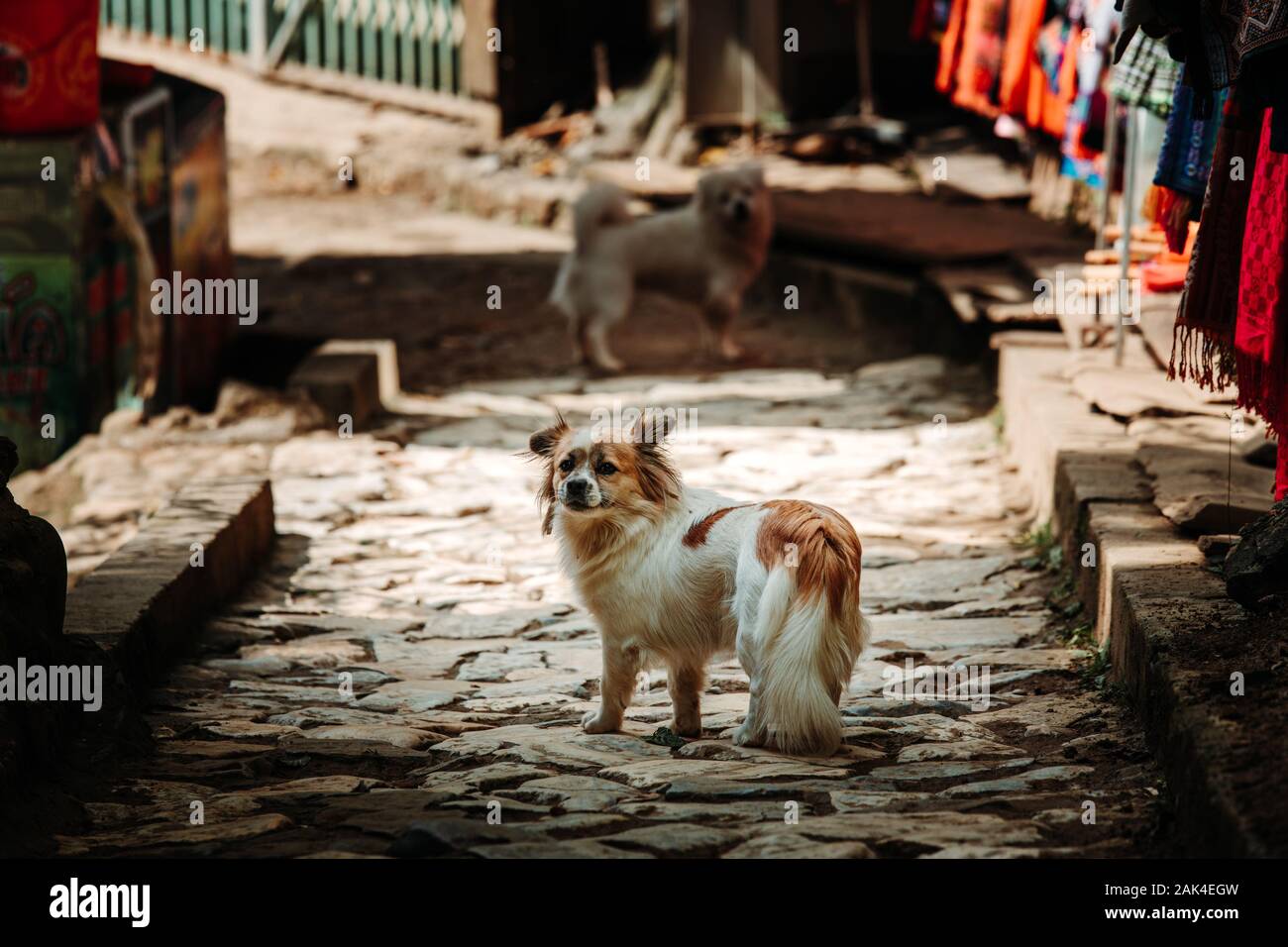 Stray dog Stette fermo guardando indietro verso la telecamera in una piccola strada a ciottoli nel villaggio di montagna di Sapa, nel Vietnam del Nord Foto Stock