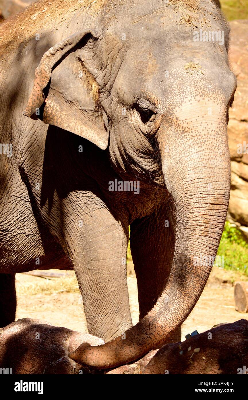 L'elefante indiano nome latino Elephas maximus indicus Foto Stock