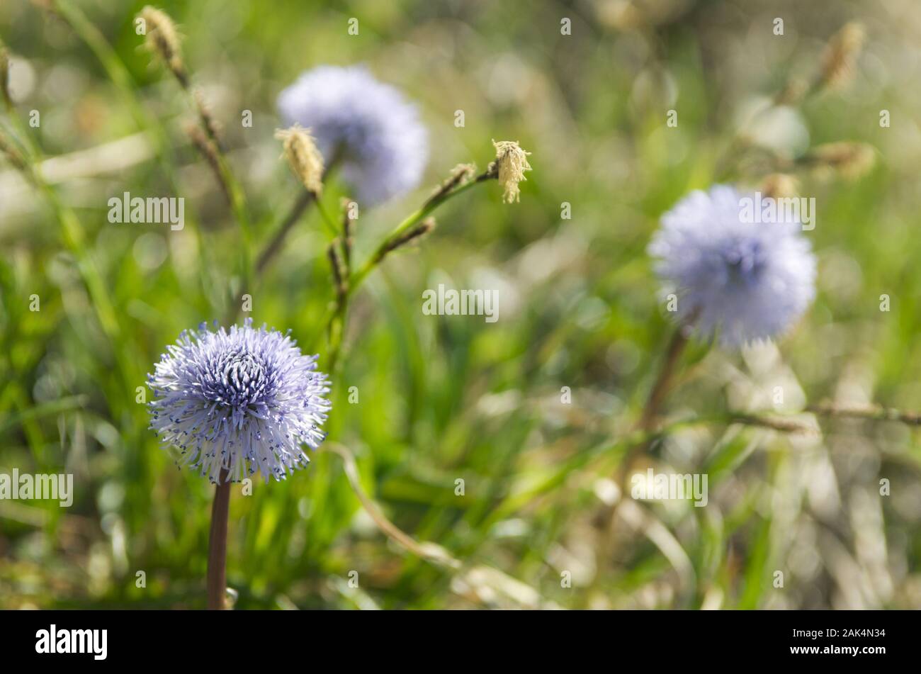 Kugelblume (Globularia) auf dem Iseler bei Oberjoch, Algovia, Deutschland | Utilizzo di tutto il mondo Foto Stock