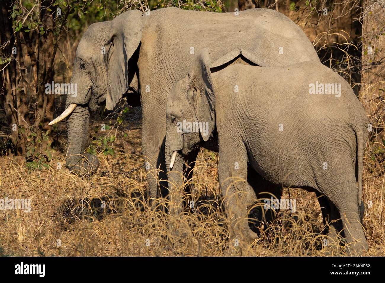Due vecchi e giovani elefanti alimentazione nella natura Foto Stock