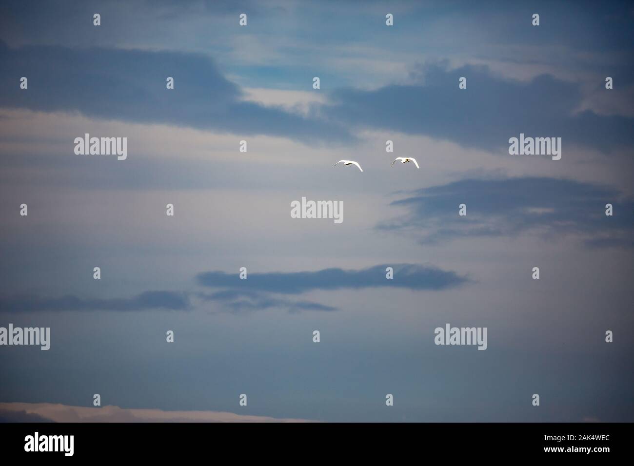 Drammatica tardo autunno moody sky e due grandi aironi bianchi in volo lontano. Polo Zlato village, Comune di Dimitrovgrad, Haskovo provincia, la Bulgaria, l'Europa. Il panorama meraviglioso paesaggio Foto Stock
