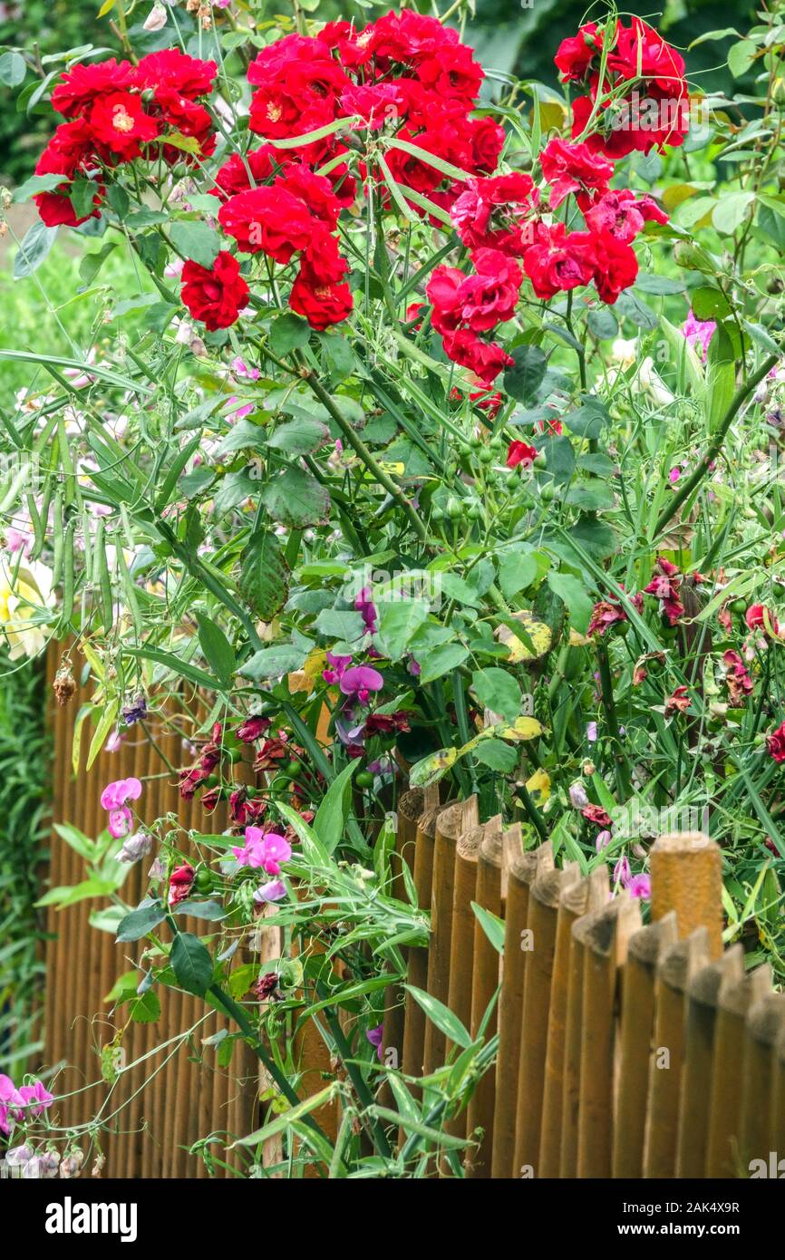 Recinzione giardino di rose rosse Foto Stock