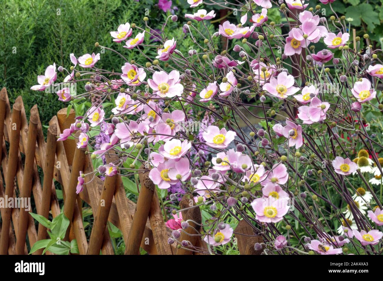 Anemone giapponese hupehensis che cresce a recinto giardino Foto Stock