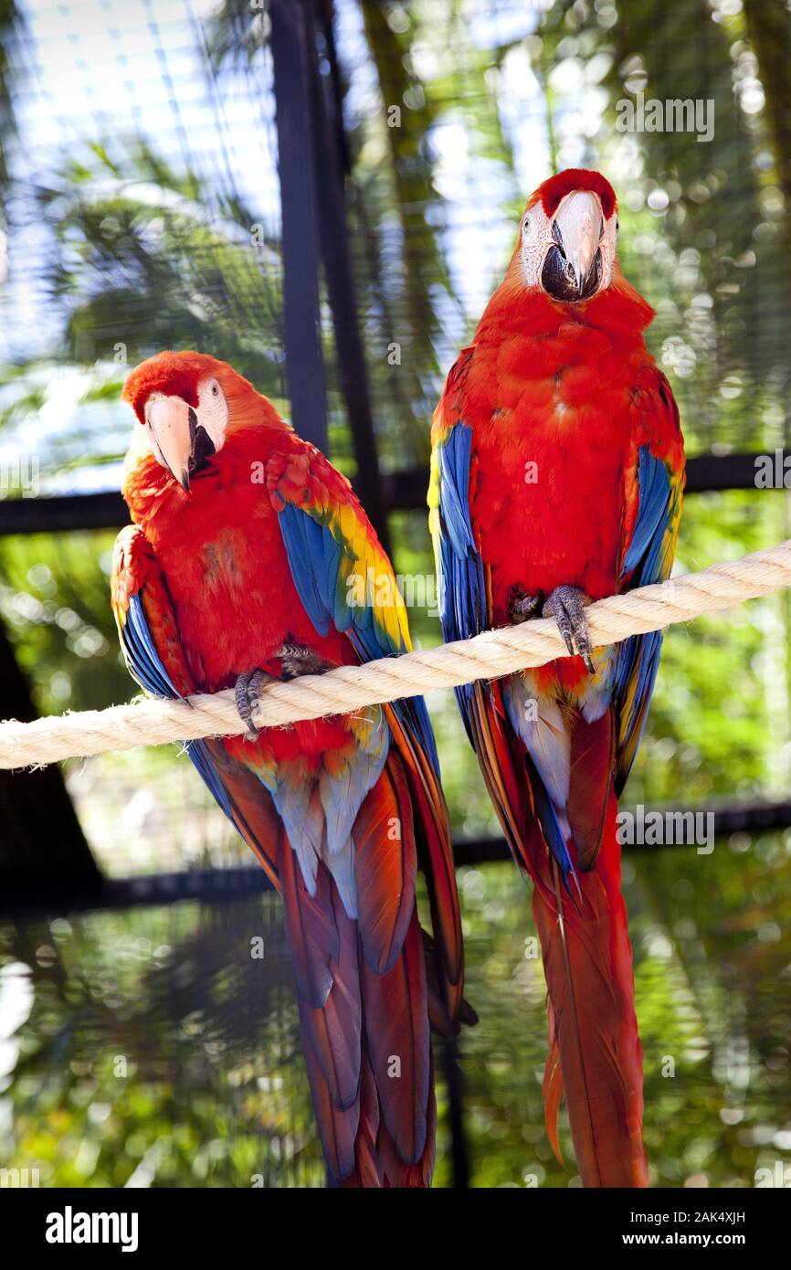 Papageien im Parco Palmitos in San Bartolome de Tirajana, Gran Canaria | Utilizzo di tutto il mondo Foto Stock