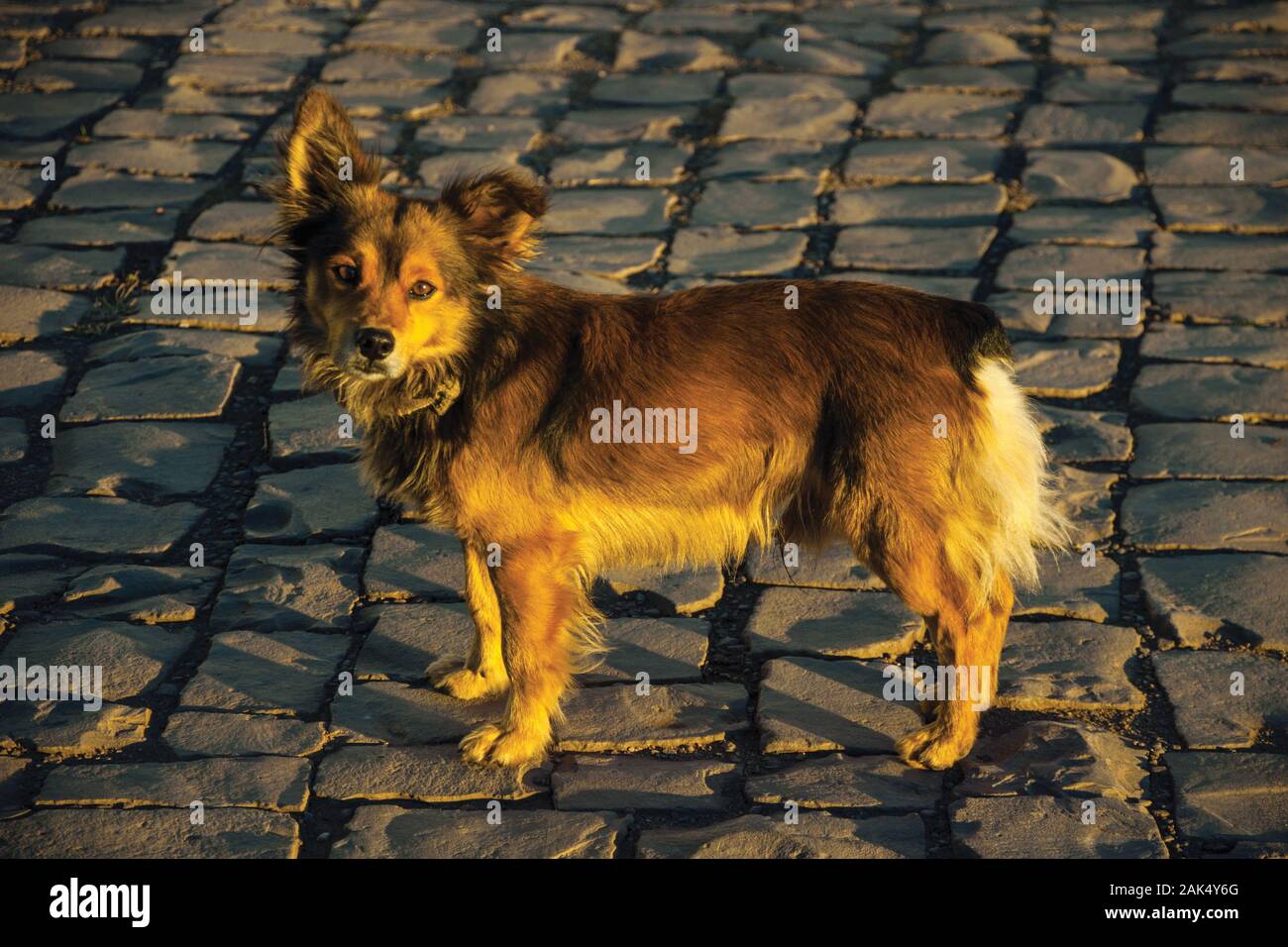 Carino il mutt dog permanente sulla pietra vicolo lastricato al tramonto in Cambara do Sul. Una città con una naturale Attrazioni turistiche nel sud del Brasile. Foto Stock