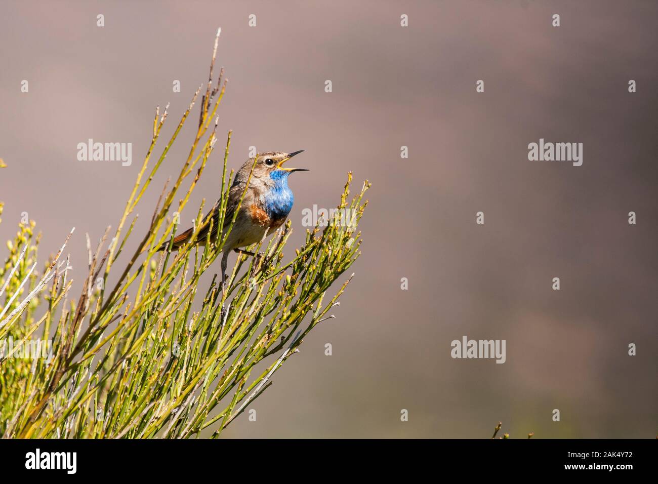 White-spotted pettazzurro (Luscinia svecica cyanecula) cantare in il cantabrico mountain range. Leon, Spagna. Foto Stock