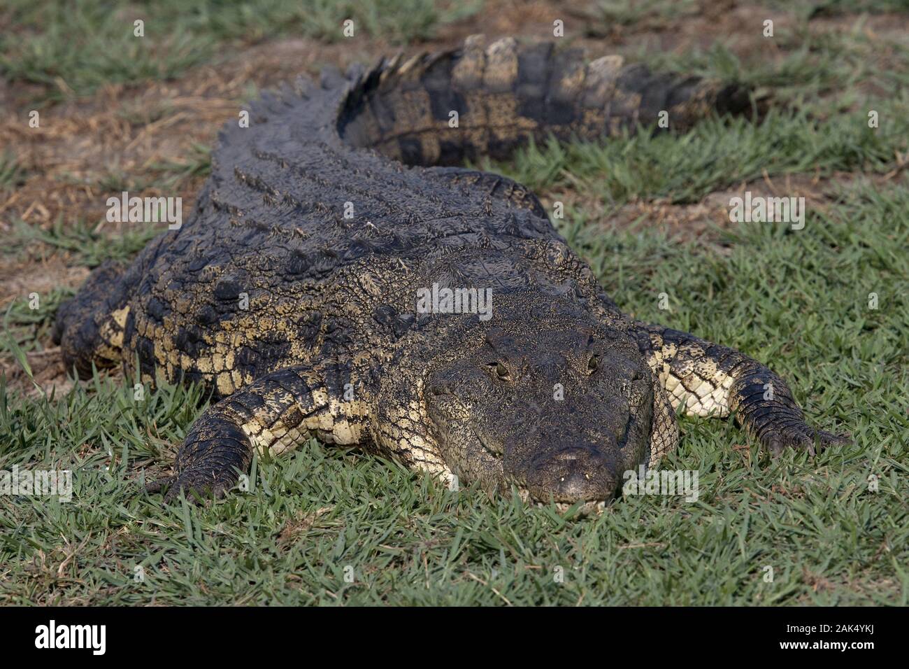 Botswana: Krokodil im Chobe-Nationalpark, Namibia | Utilizzo di tutto il mondo Foto Stock