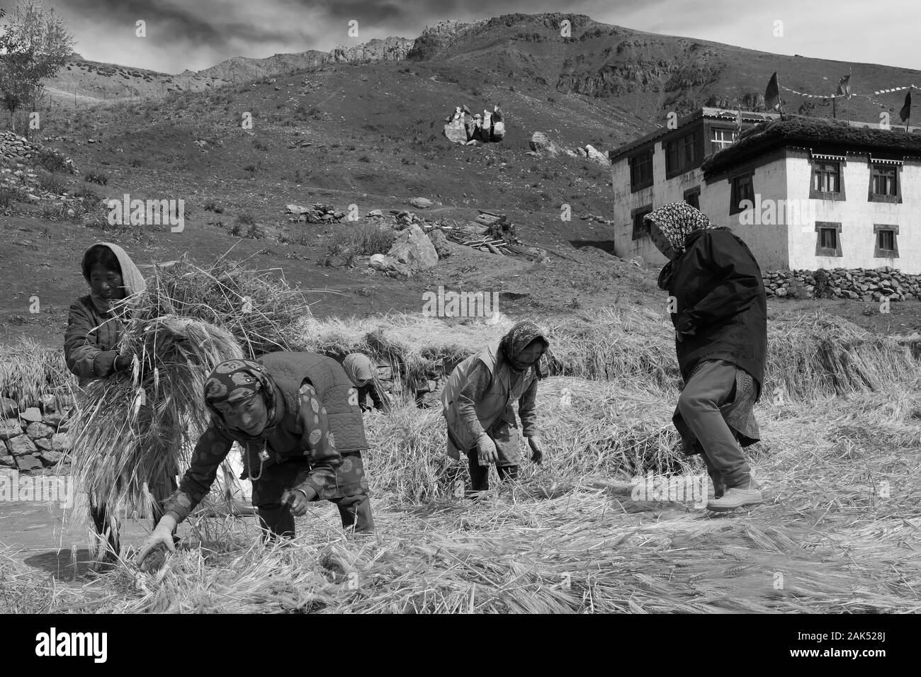 Il gruppo di donne il raccolto di un campo di grano affiancato da Himalaya su un luminoso giorno di estate in Chicham, Himachal Pradesh, India. Foto Stock
