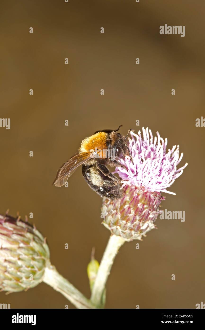 Cliff Mining-Bee - Andrena thoracica Foto Stock