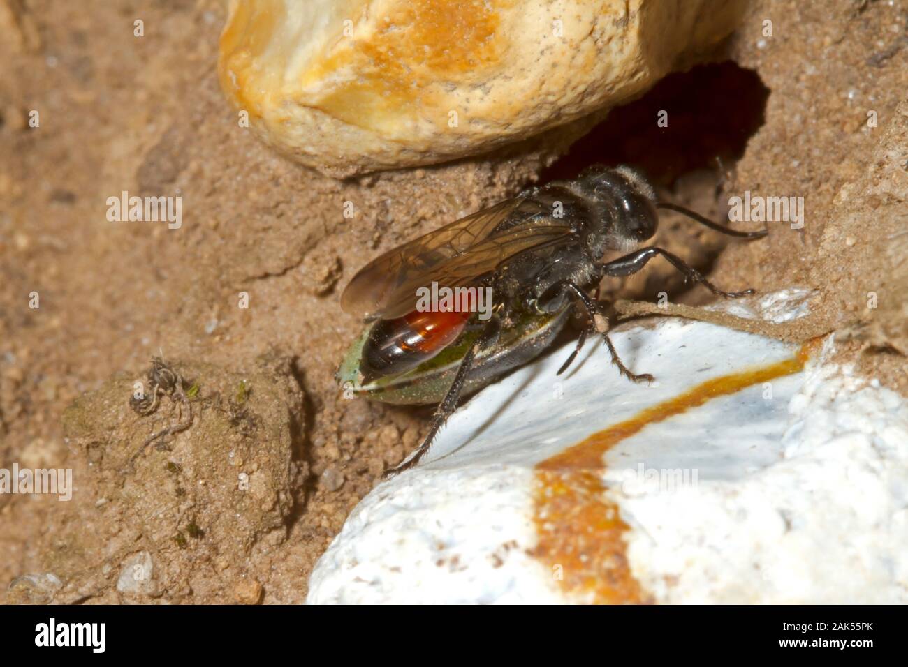 Astata boops - una specie di predatori solitari wasp Foto Stock