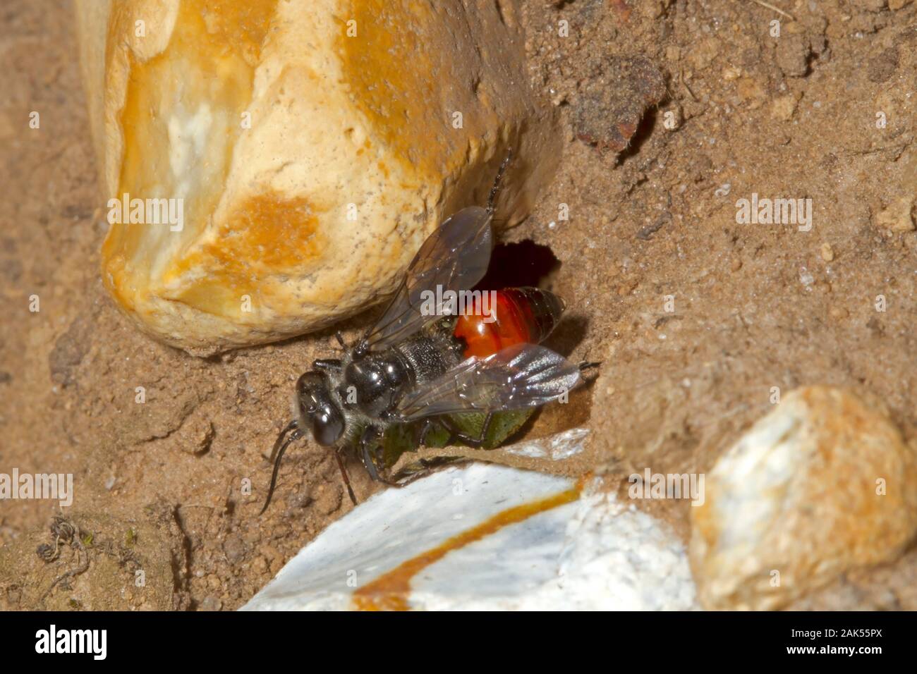 Astata boops - una specie di predatori solitari wasp Foto Stock