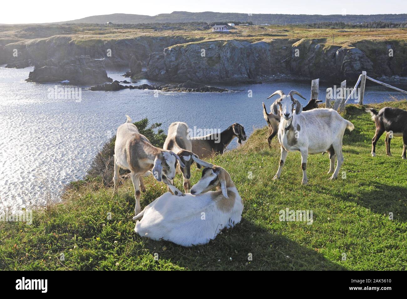 Neufundland/Bonavista: Ziegen an der Kueste, Kanada Osten | Utilizzo di tutto il mondo Foto Stock