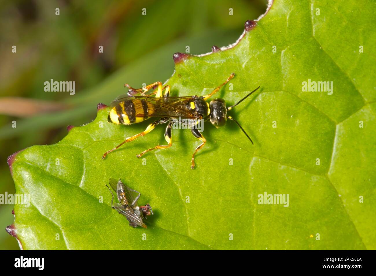 Campo di scavo wasp - Mellinus arvense Foto Stock