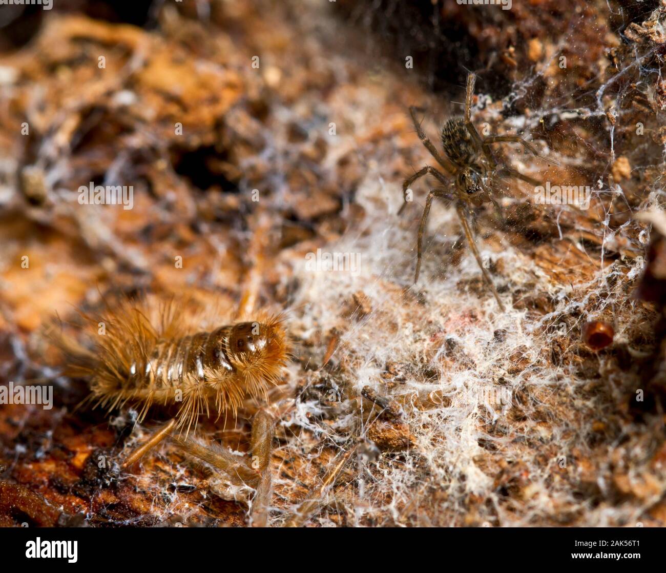 Ragnatela Beetle larva - Ctesias serrais. A ragnatela di Tegenaria. Protetto dal suo i peli lunghi contro i ragni il cui ragnatele frequenta cercando Foto Stock