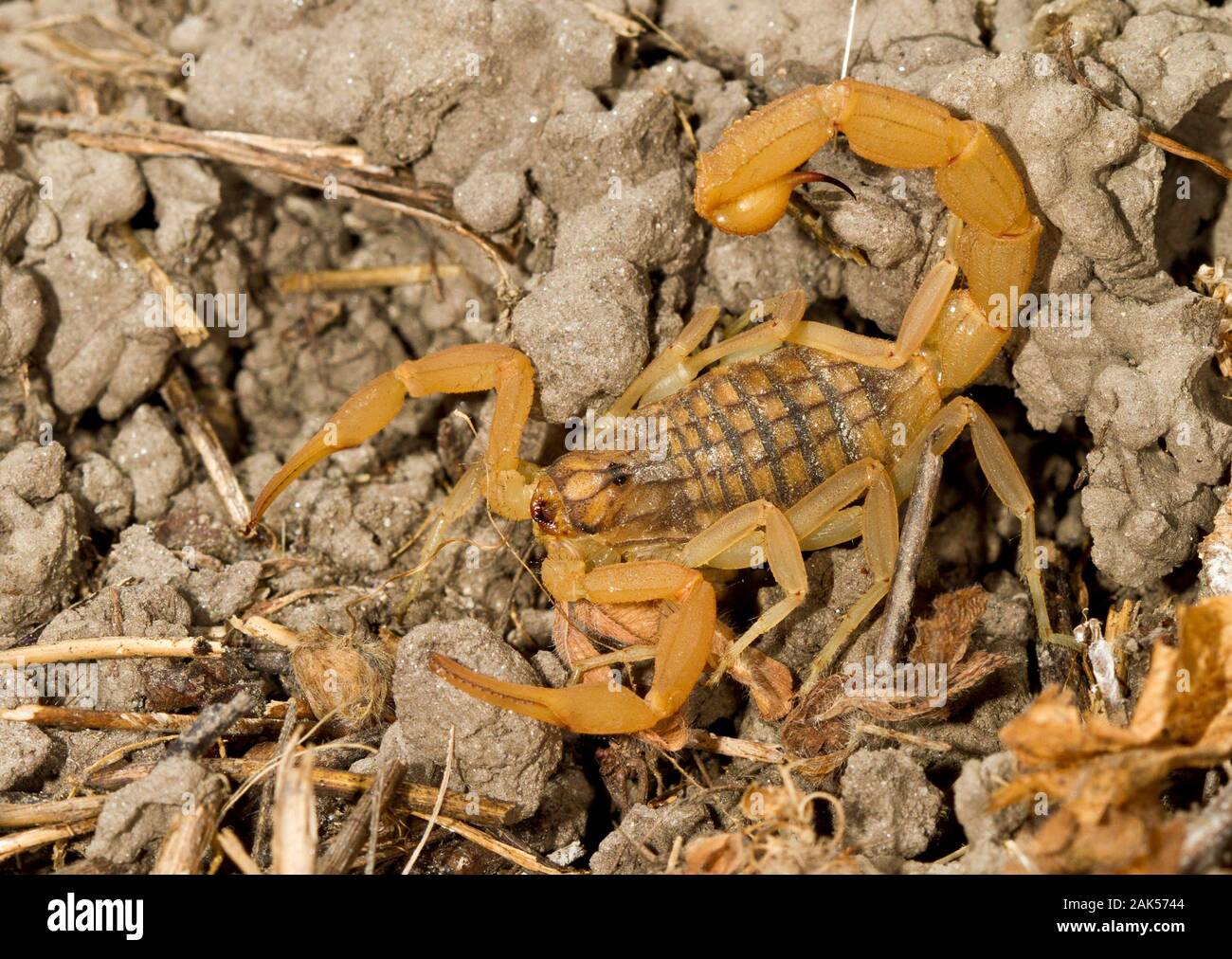 Il Mediterraneo Scorpion - Mesobuthus gibbosus. Comune sotto le pietre di solito in essiccatoio habitat del Mediterraneo orientale. Come tutti i buthid scorpion Foto Stock
