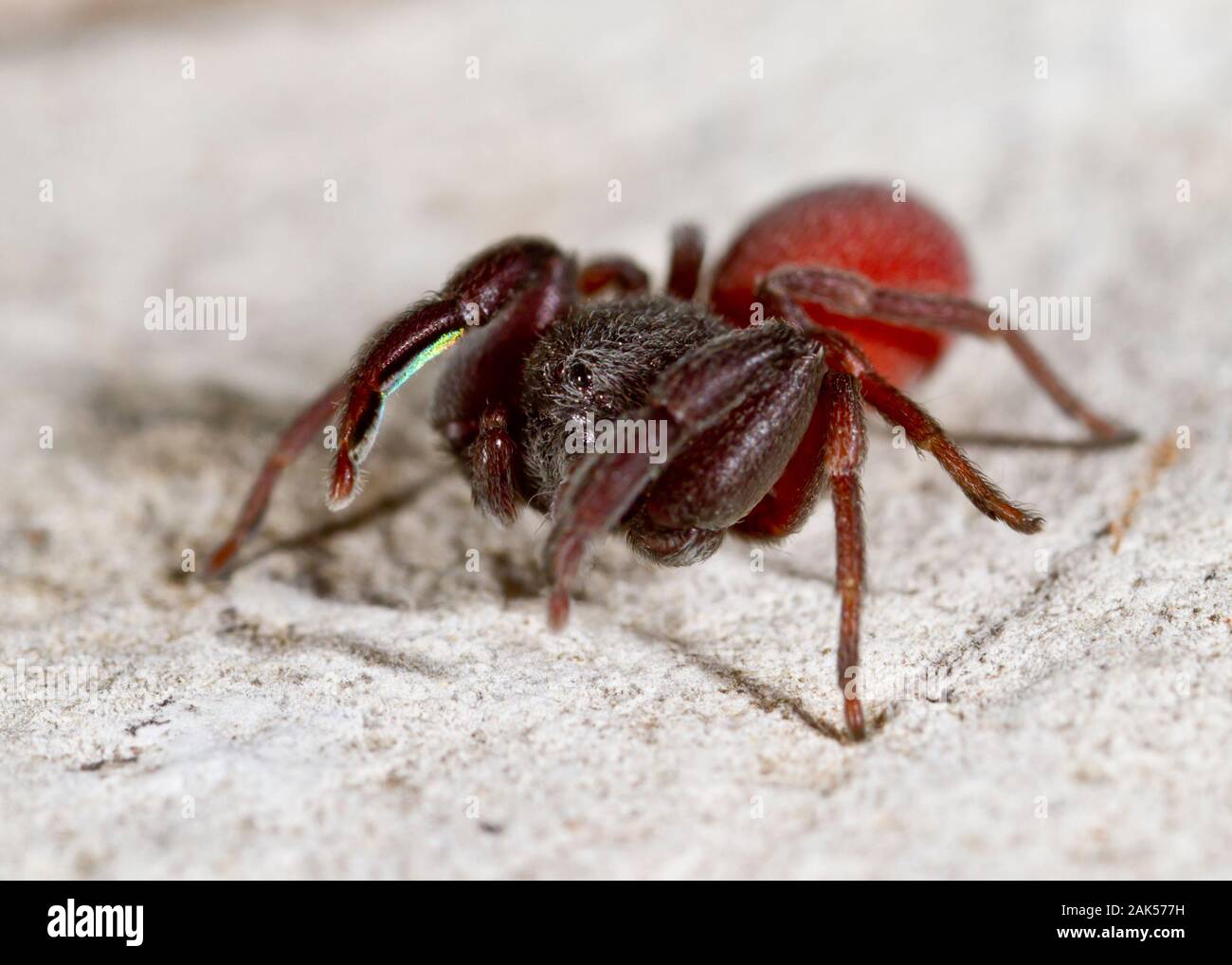 Palpimanus gibbulus - femmina. Recentemente è diventato ben noto come una molto spider-caccia ragno che può uccidere altri feroce massa ragni vivente come grande Foto Stock