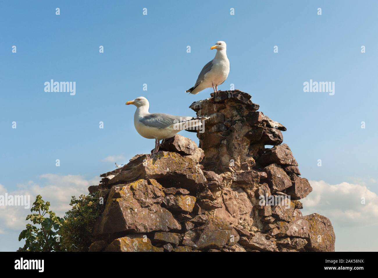 Coastal Wildlife - questi uccelli marini l'Unione herring gull Larus argentatus sono una delle più comuni specie di gabbiani in NW Europa Foto Stock