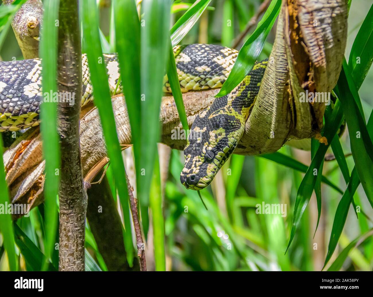 Jungle carpet python in ambiente naturale Foto Stock