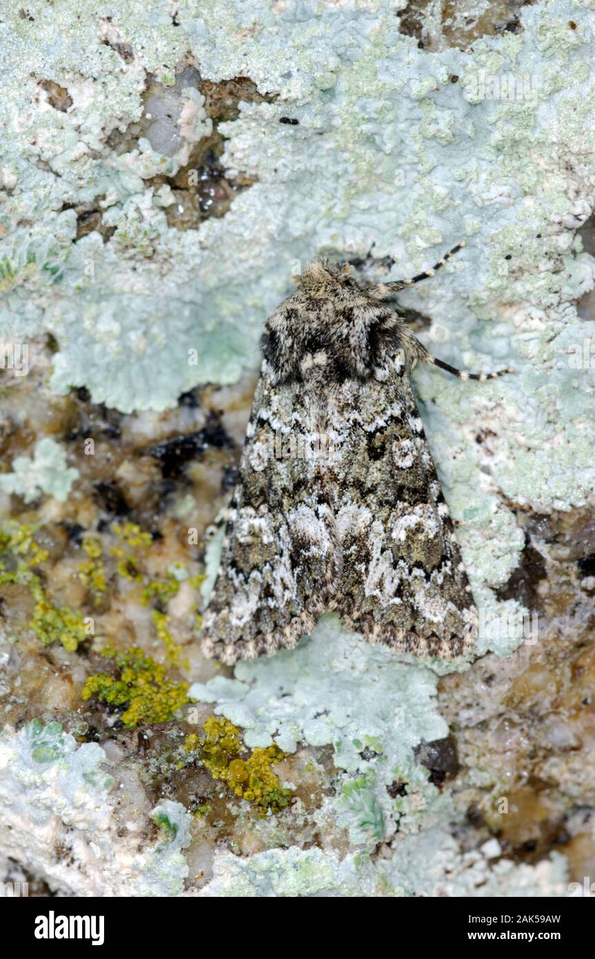 Selvaggina di penna Ranunculus, Scilly forma - Polymixis lichenea scillonea Foto Stock