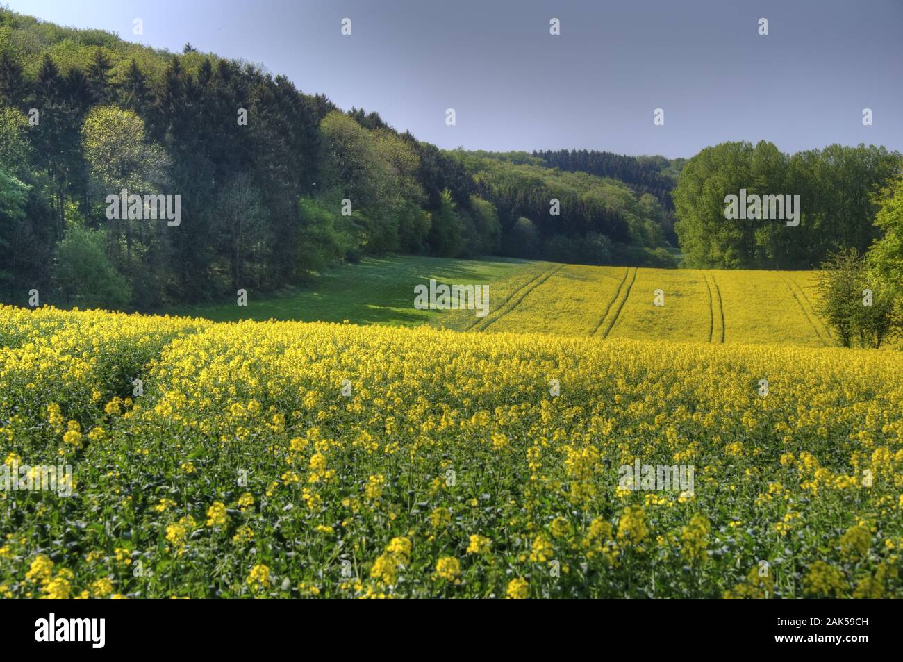 Bad Iburg: Landschaft im Teutoburger Wald, Osnabruecker Terra | Utilizzo di tutto il mondo Foto Stock