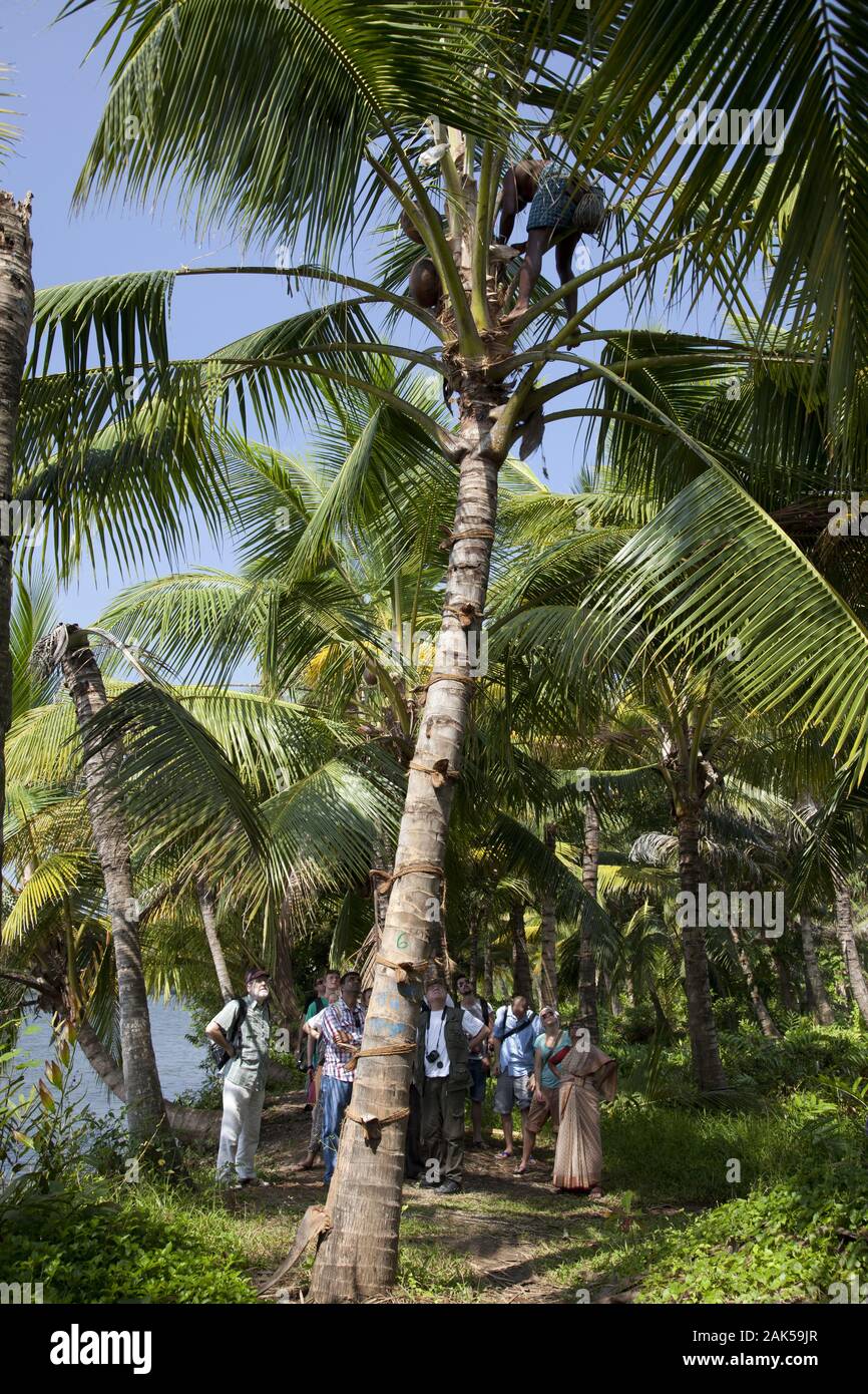 Bundesstaat Goa: Toddy(Palmwein)-Zapfer auf einer Palme an der Mobor Beach, Indien | Utilizzo di tutto il mondo Foto Stock