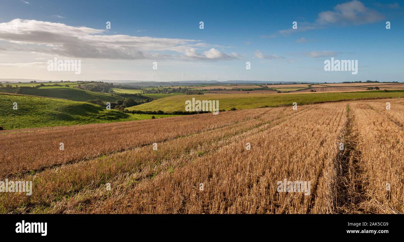 Un campo di grano stoppia è a sinistra dopo il raccolto su sette pozzetti giù, la sorgente del fiume Yeo nel Somerset, Inghilterra. Foto Stock