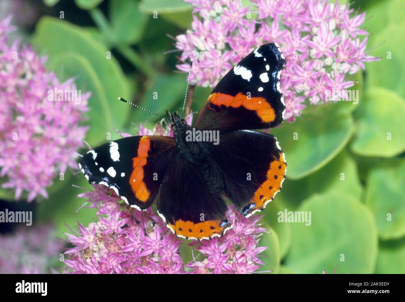 Vanessa Atalanta Vanessa Atalanta apertura alare 60mm. Un attivo, fast-flying butterfly che è anche appassionato di crogiolarsi al sole. Adulto ha in marmo grigio scuro unde Foto Stock