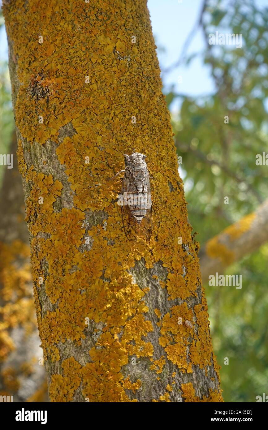 Cicala insetto con ali trasparenti sul tronco di albero. I suoni dell'estate. Foto Stock