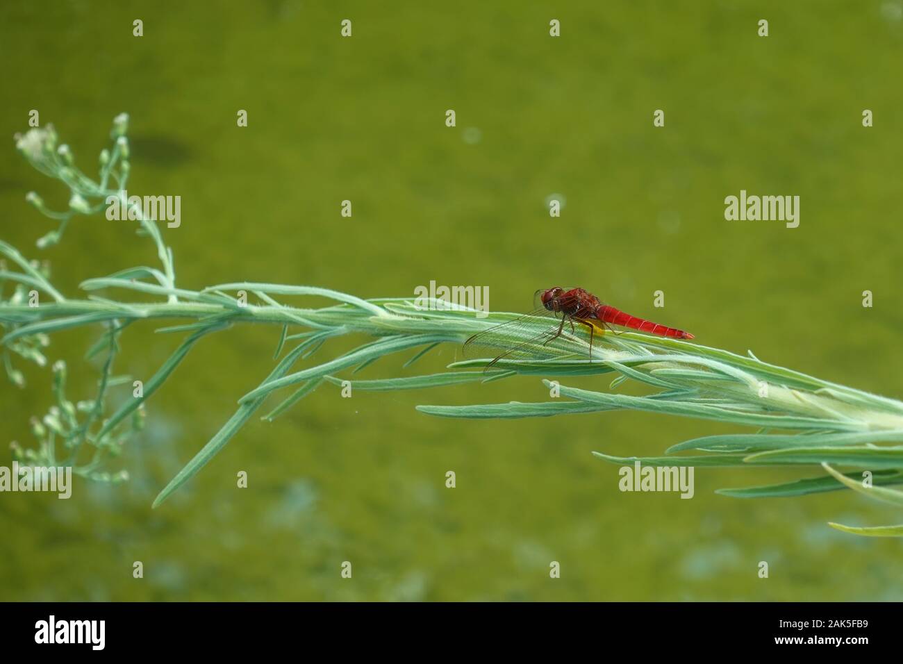 Venato rosso darter insetto dragonfly appollaiato sul ramo di pianta su un laghetto. Foto Stock