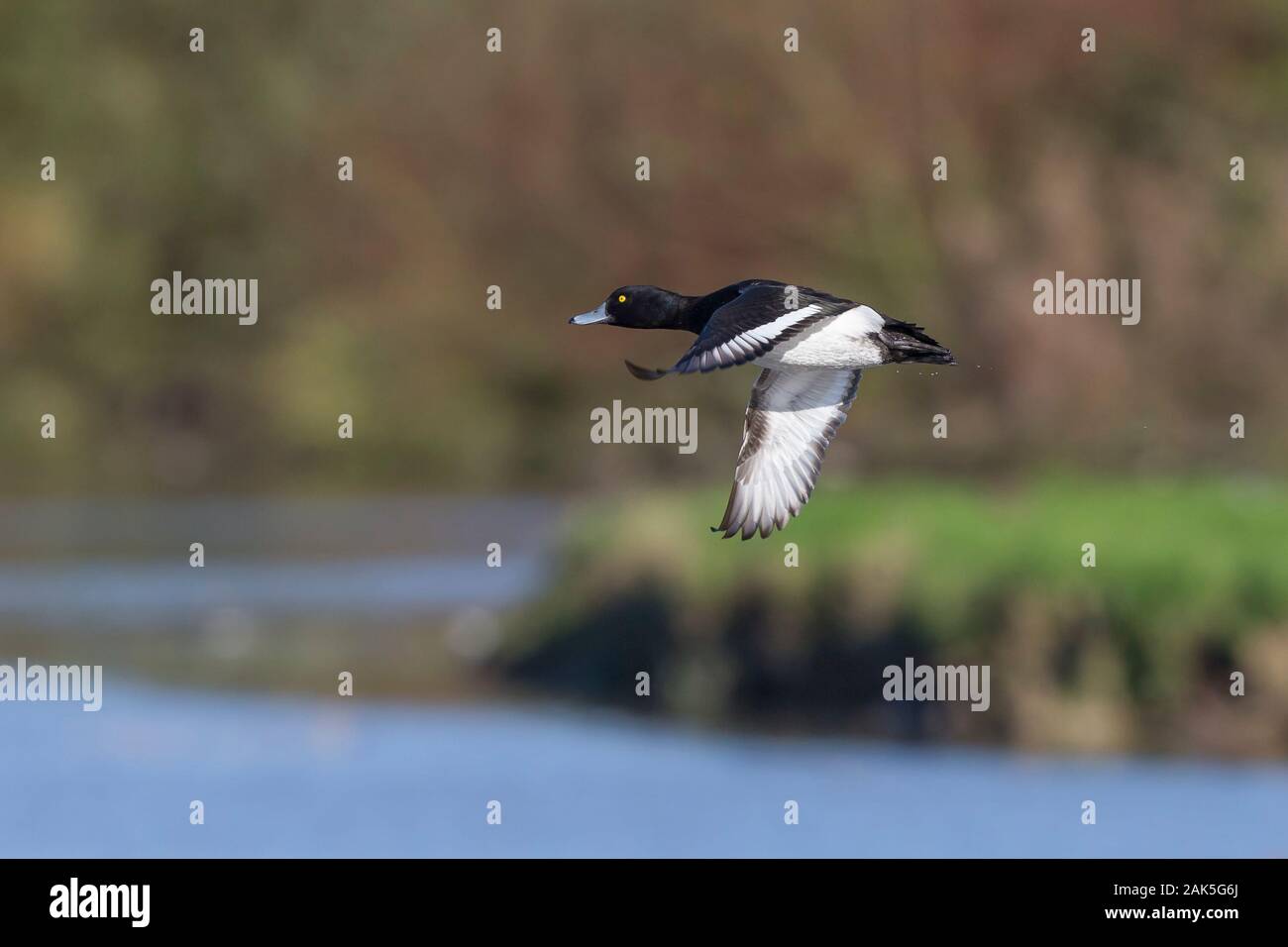 Anatra intubata inglese (Aythya fuligula) selvatica, maschio isolato in volo midair sopra l'acqua. drake volante con tufted, ali sparse. Anatre britanniche. Foto Stock