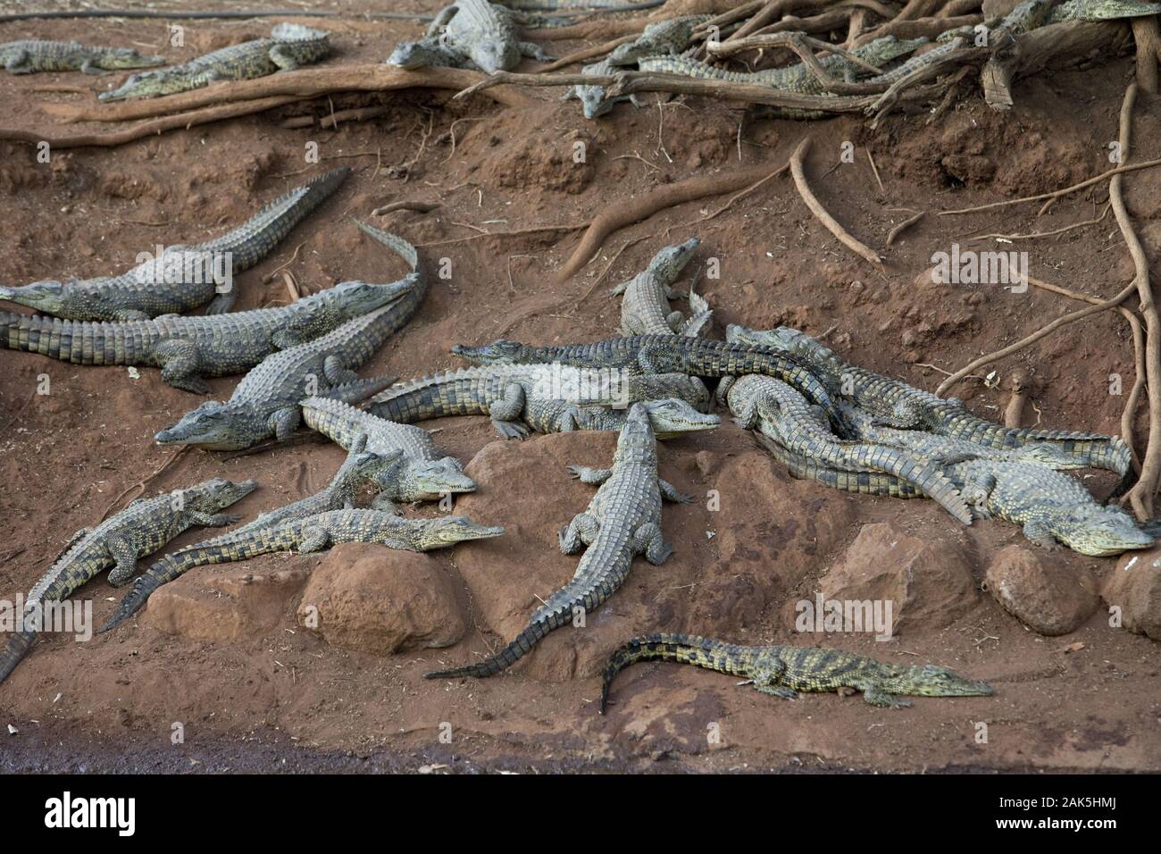 Sun City: Krokodilfarm 'Kwena Gardens Santuario del coccodrillo", Suedafrika | Utilizzo di tutto il mondo Foto Stock