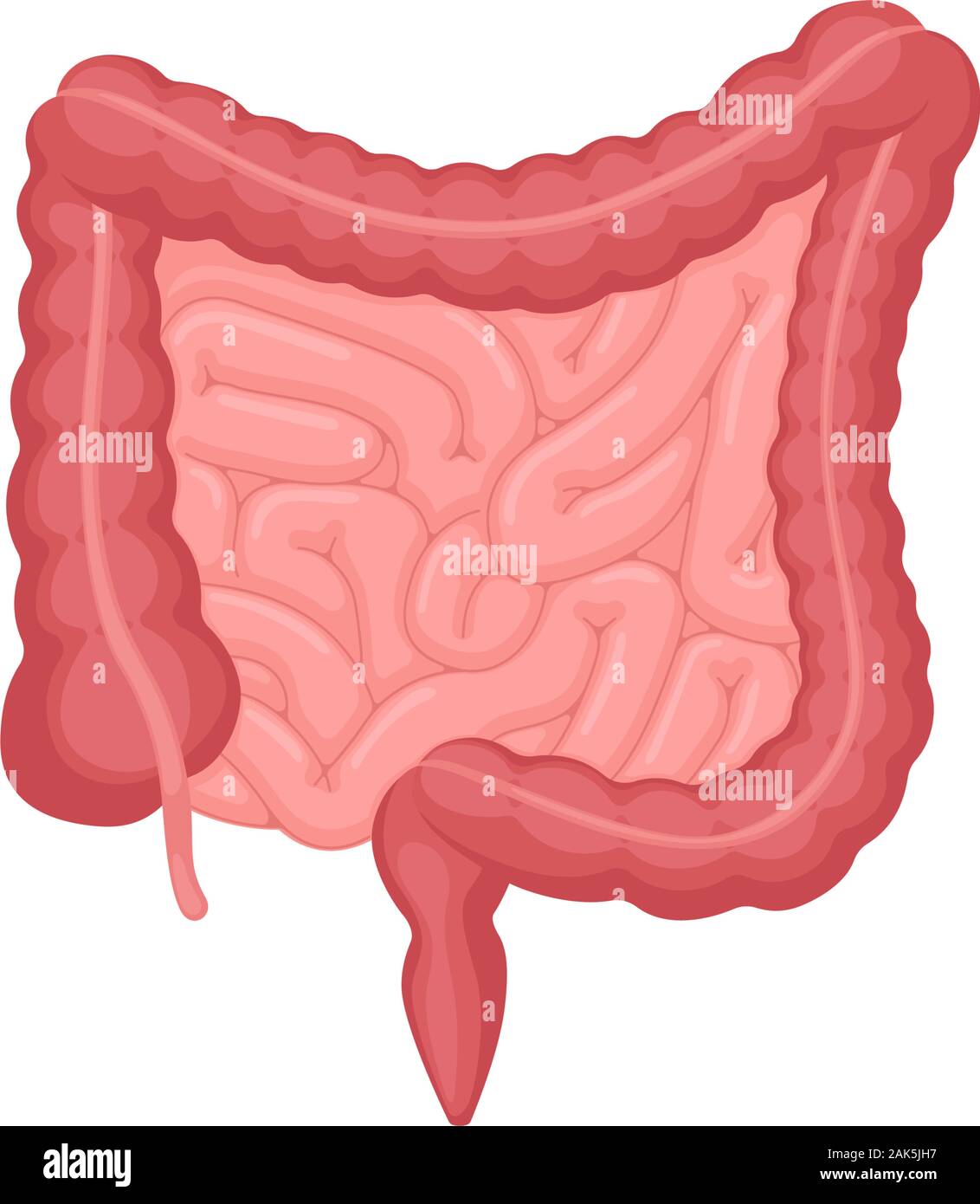 Anatomia dell'intestino umano . Cavità addominale organo interno digestivo ed escrezione. Intestino tenue e del colon con il retto duodeno e l'illustrazione della digestione vettoriale dell'appendice Illustrazione Vettoriale