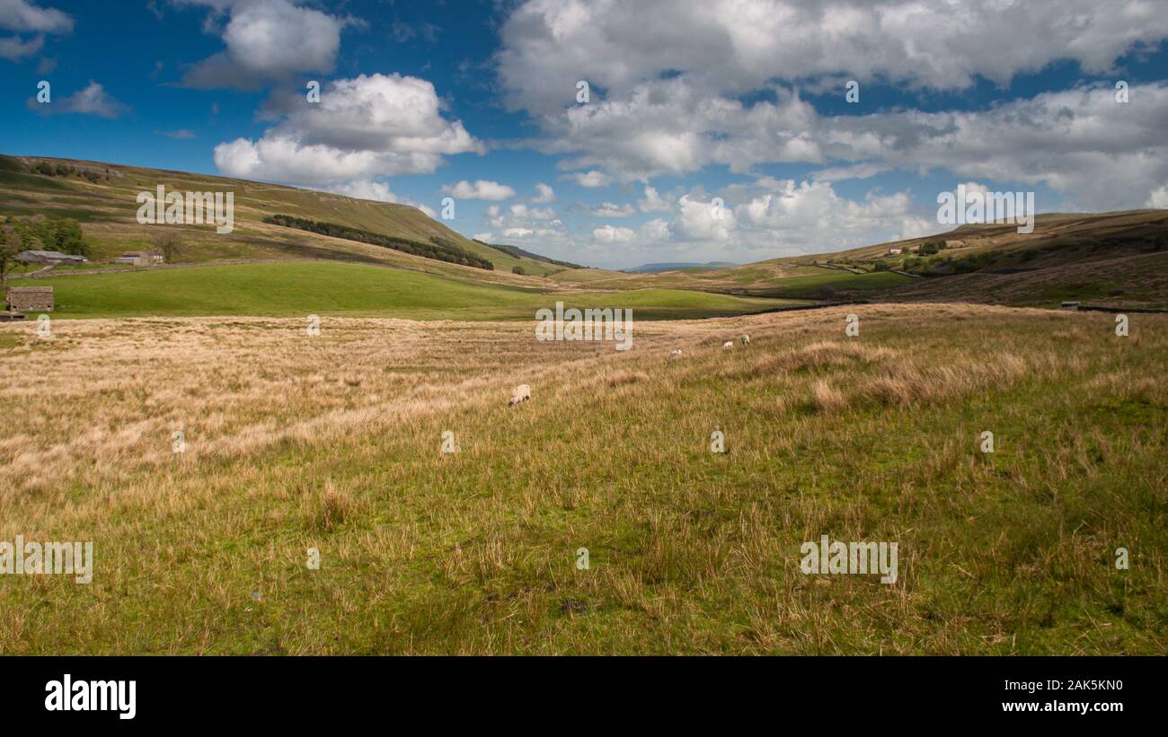 Pecore pascolano sul pascolo irregolare in una valle alla testa di Wensleydale e Garsdale in Inghilterra del Yorkshire Dales National Park. Foto Stock