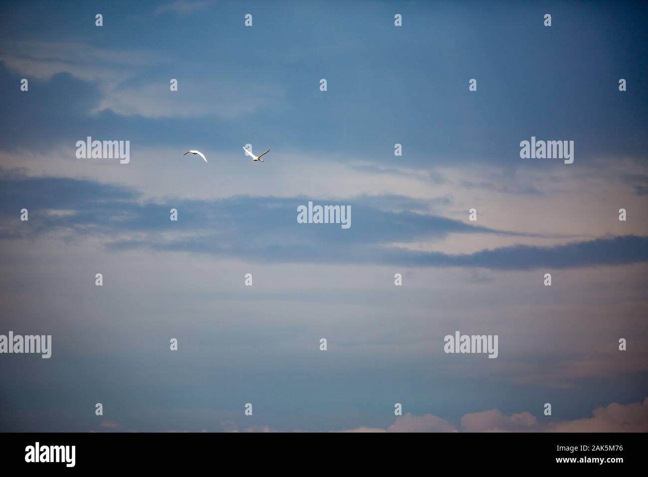 Drammatica tardo autunno moody sky e due grandi aironi bianchi in volo lontano. Polo Zlato village, Comune di Dimitrovgrad, Haskovo provincia, la Bulgaria, l'Europa. Il panorama meraviglioso paesaggio Foto Stock