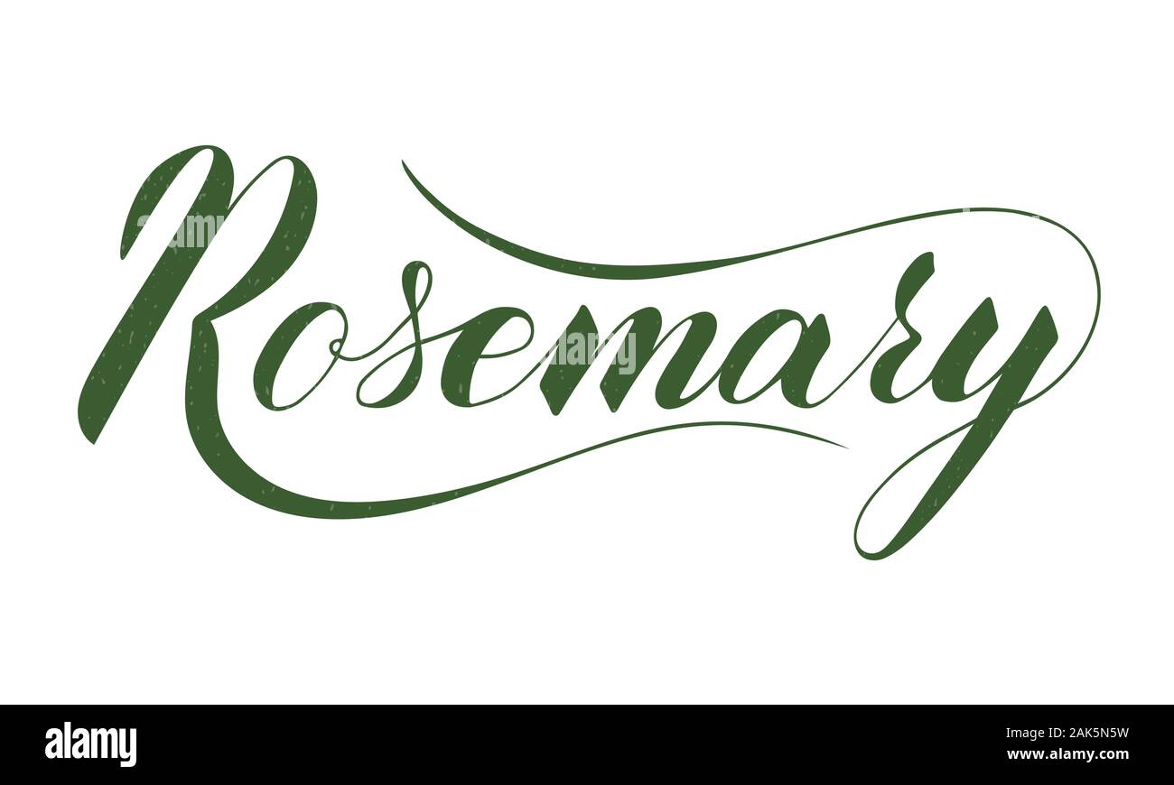 Vector scritto a mano il rosmarino isolato di testo su sfondo bianco. Cucina sana le erbe e le spezie per cucinare. Script brushpen lettering con flourishe Illustrazione Vettoriale