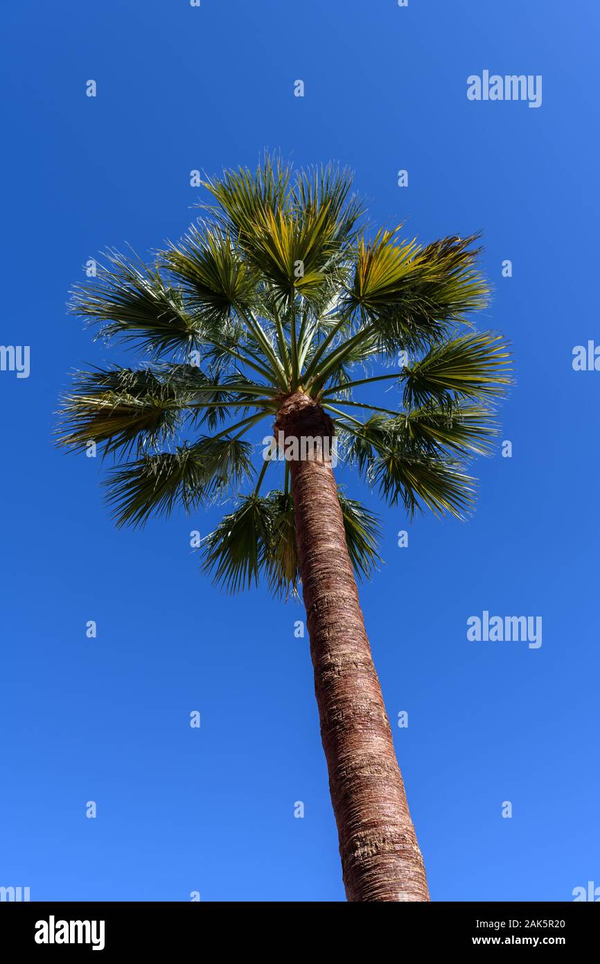 Palm tree isolato su un cielo blu Foto Stock