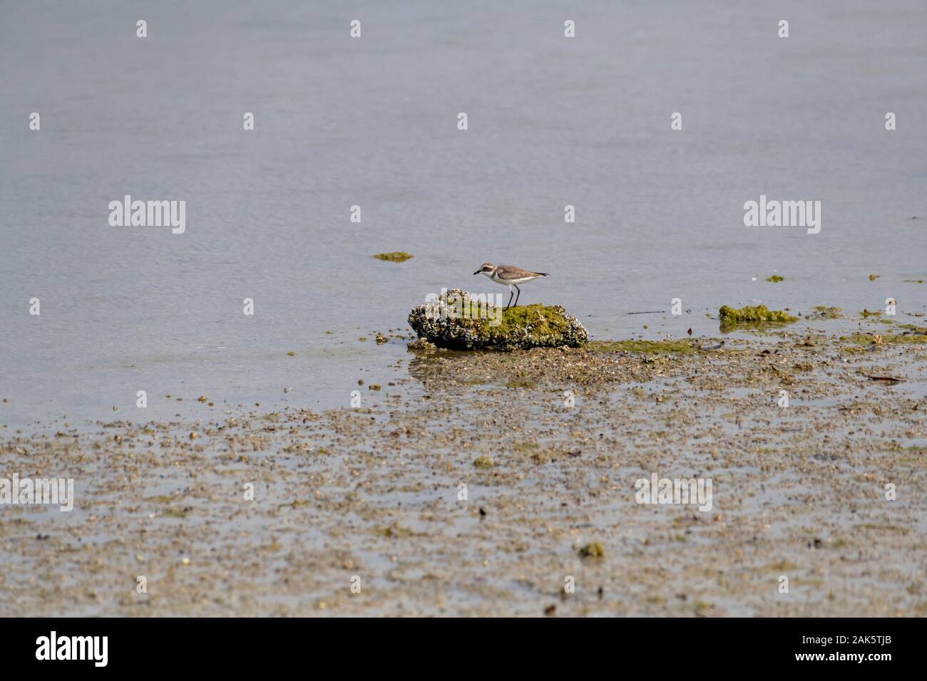 Piccolo uccello in piedi da solo con bassa marea in una mangrovia Foto Stock