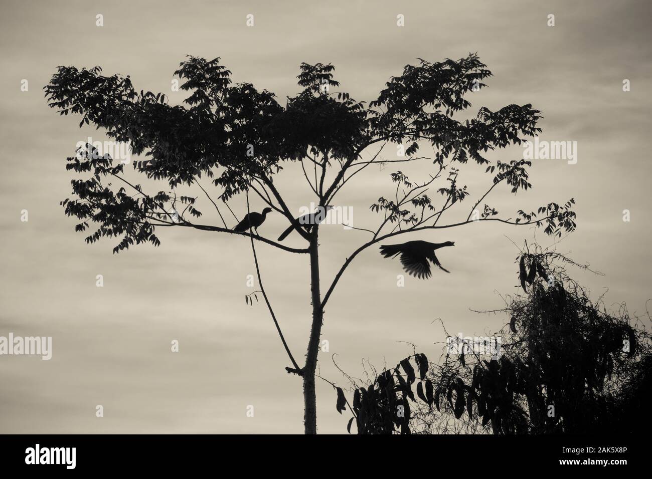 Messico,Nayarit, San Blas, La Tovara National Park, Rufous-Chachalaca panciuto di prendere il volo da un albero Foto Stock